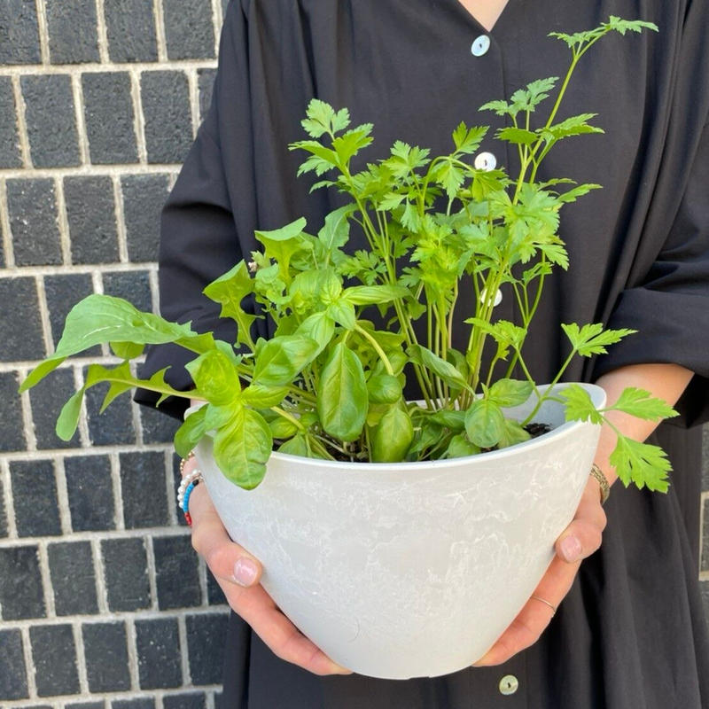 おまかせ ハーブ寄植えmサイズ マクラメロープ非対応 Flowershop Anvers
