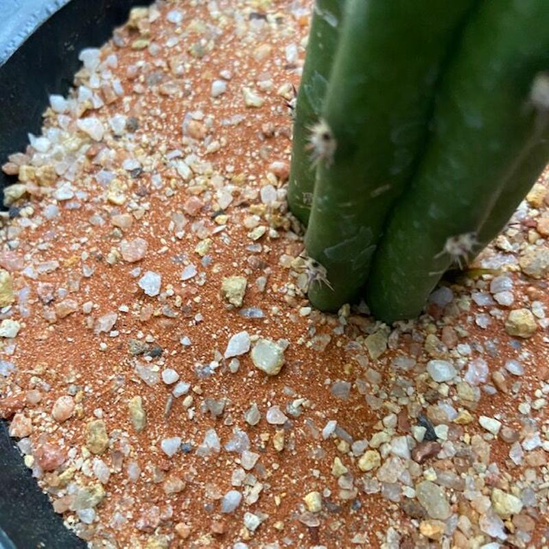 Sunset Sand 化粧砂 サンセットサンド 1個 フライングフィン