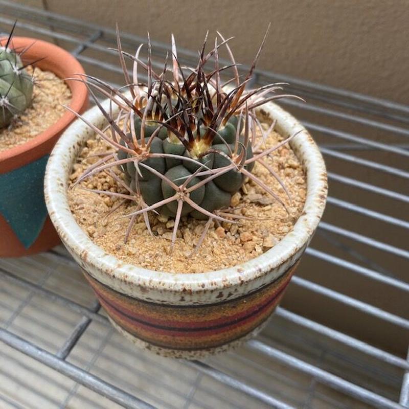 Sunrise Sand 化粧砂 サンライズサンド 1個 フライングフィン