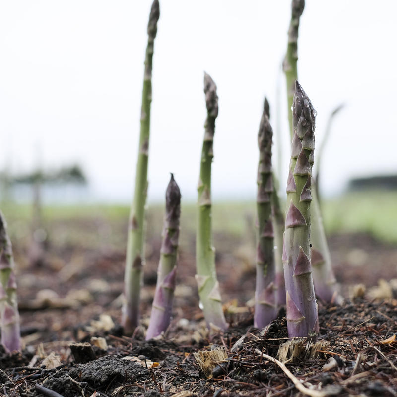 秀品 春風のアスパラ ｍ ２ｌサイズ混合 ２ｋｇ ２箱セット 清水農園 オンラインショップ