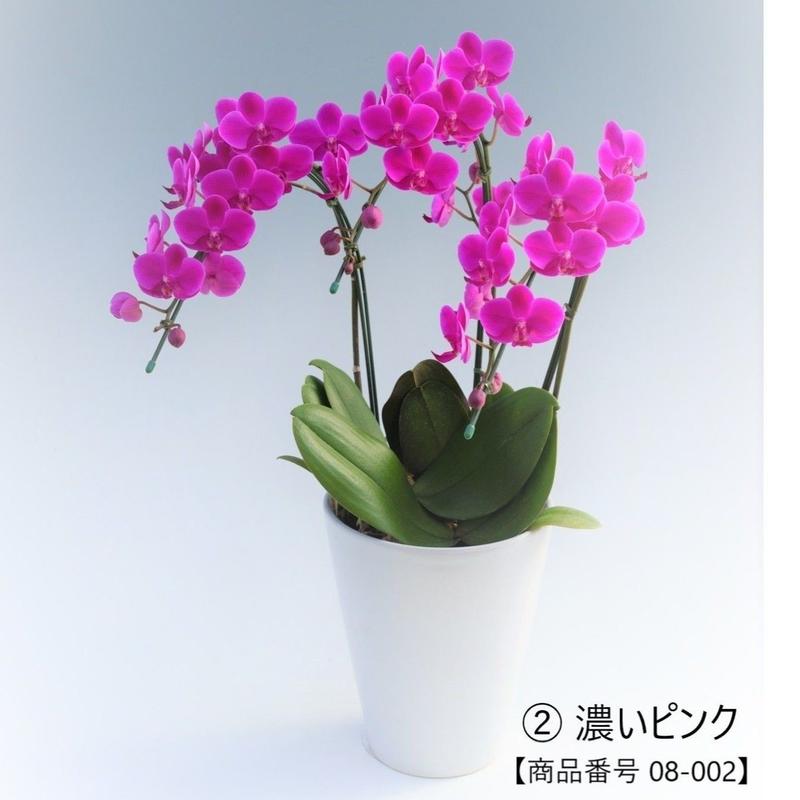 ミディ小輪 3本 胡蝶蘭 ピンク系 2種 フラワーパートナー ミディ小輪 3本 胡蝶蘭 ピンク系 2種 フラワーパートナー