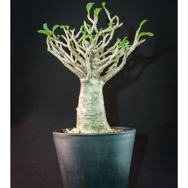 アデニウム タイソコトラナム バオバブフォーム Adenium Thai Socotranu