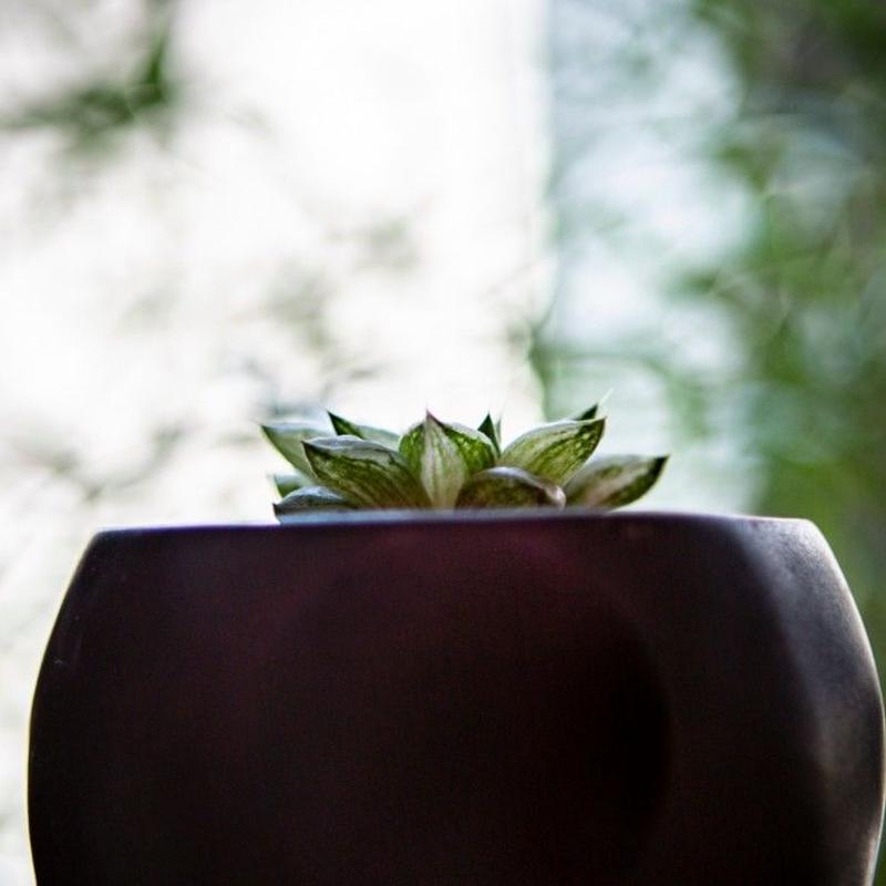ハオルチア 氷砂糖 Haworthia Turgida F Variegata Bloo