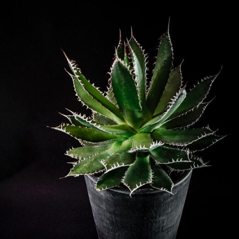 アガベ ホリダ Agave Horrida | Bloomsbury PLANTS