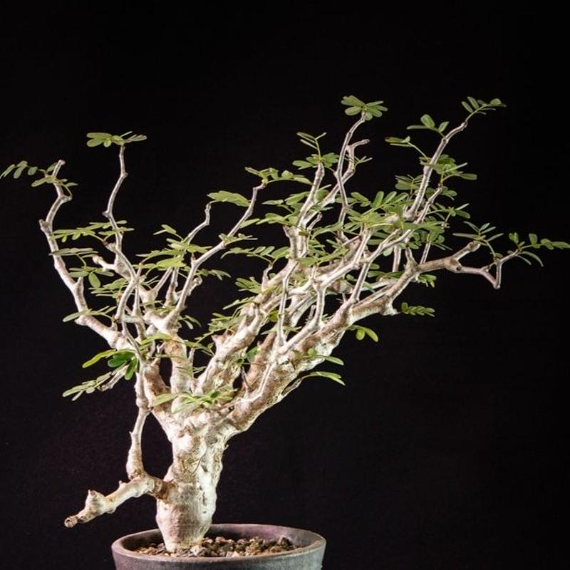 センナ メリディオナリス Senna Meridionalis Bloomsbury Pl センナ メリディオナリス Senna Meridionalis Bloomsbury Pl