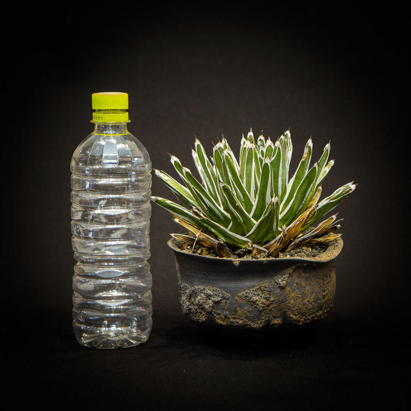 アガベ 笹の雪 Agave Victoriae Reginae Bloomsbury