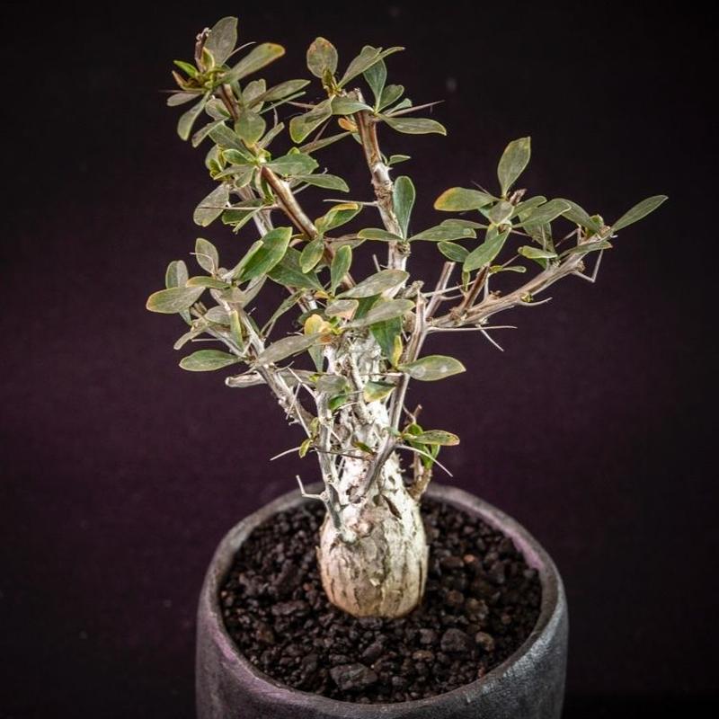 フォークイエリア コルムナリス Fouquieria Columnaris Bloomsb