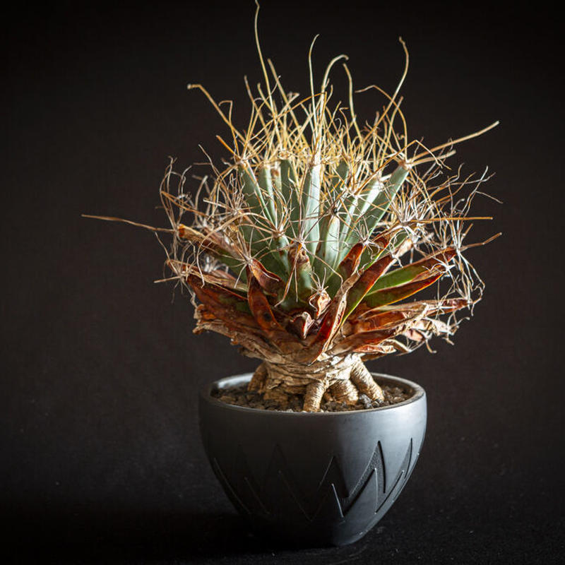 レウクテンベルギア プリンシピス 晃山 Leuchtenbergia Principis