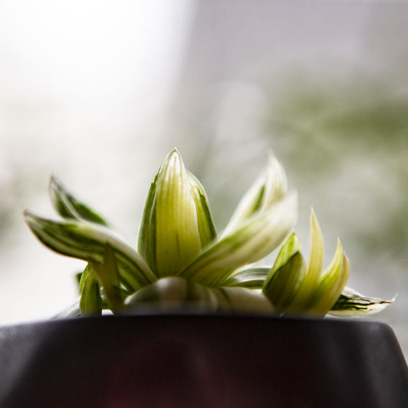 ハオルチア 京の華錦 Haworthia Cymbiformis Var Angustata