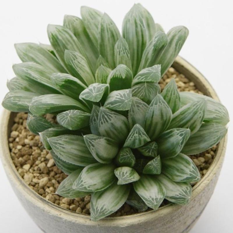 ハオルチア ピリフェラ錦 Haworthia Cooperi Var Pilifera Var