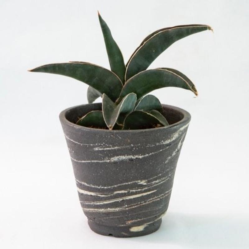 サンズベリア ロブスタ ブルー Sansevieria Robusta Blue Bloo