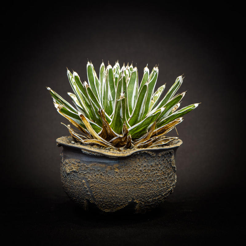 アガベ 笹の雪 Agave Victoriae Reginae Bloomsbury