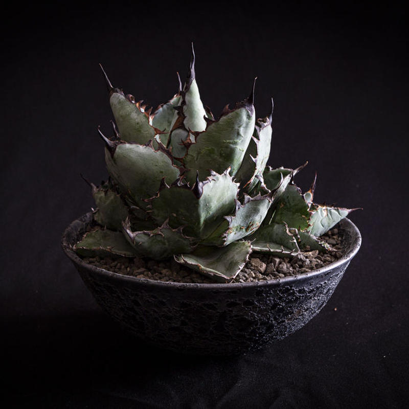 アガベ チタノタ ブラックアンドブルー Agave Titanota Black And Bl