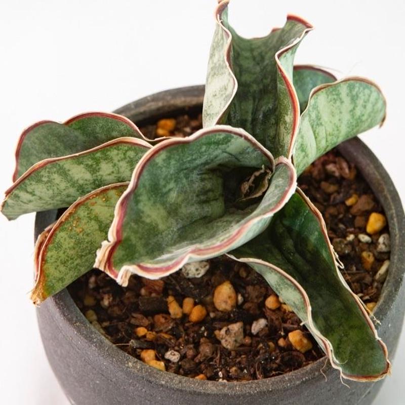 サンズベリア ドラゴンウィング Sansevieria Dragon Wing Bloom サンズベリア ドラゴンウィング Sansevieria Dragon Wing Bloom