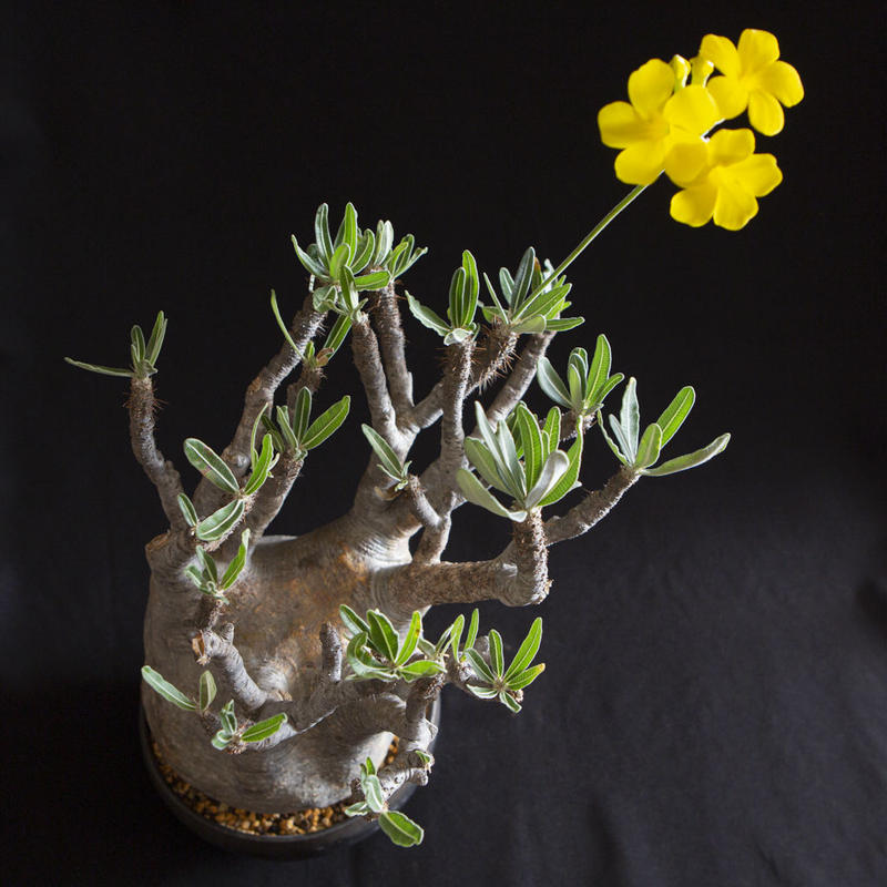 パキポディウム グラキリス Pachypodium Rosulatum Var Gracili