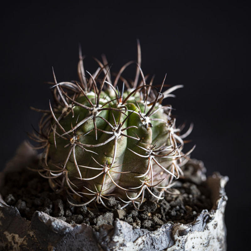 ネオポルテリア暗黒王 Neoporteria Clavata Bloomsbury Pl
