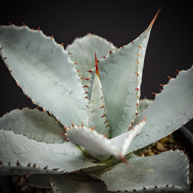 アガベ ピグマエア ドラゴントゥース Agave pygmaea dragontoes アガベ ピグマエア ドラゴントゥース Agave pygmaea dragontoes