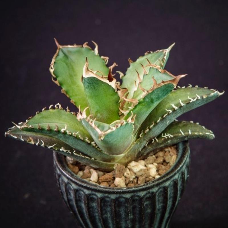 アガベ チタノタ レッドキャットウィーズル Agave titanota