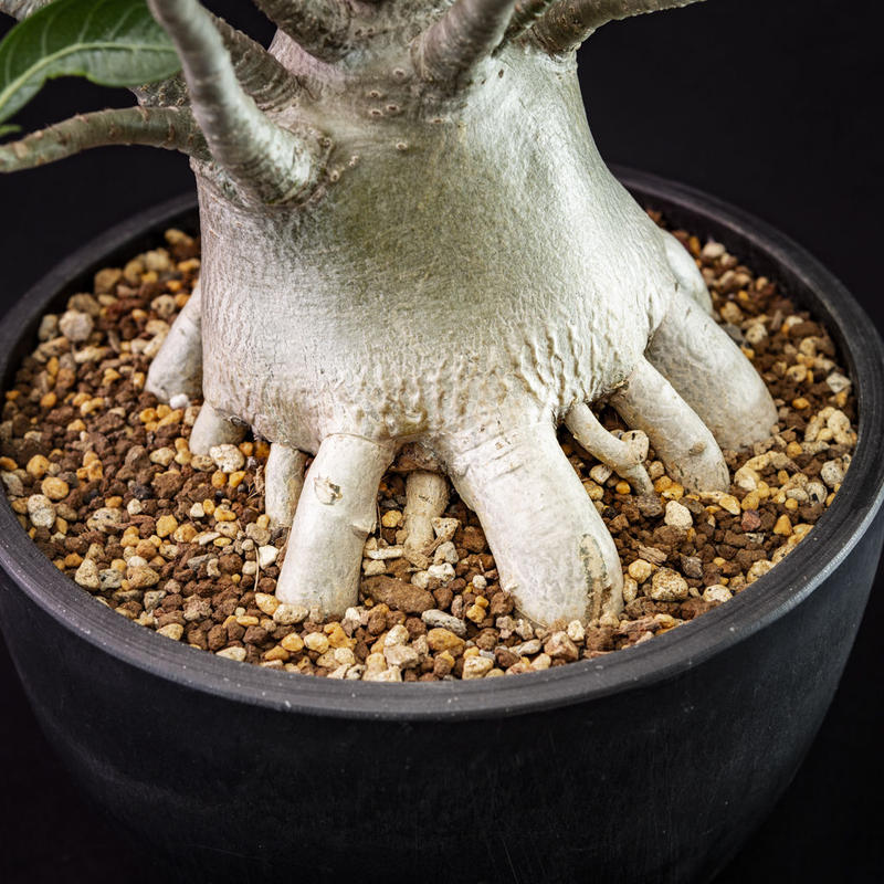 アデニウム タイソコトラナム Adenium Thai Socotranum Blooms