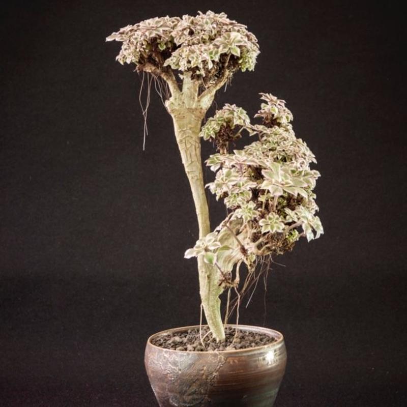 アエオニウム サンバースト石化 Aeonium Sunburst Fasciation B