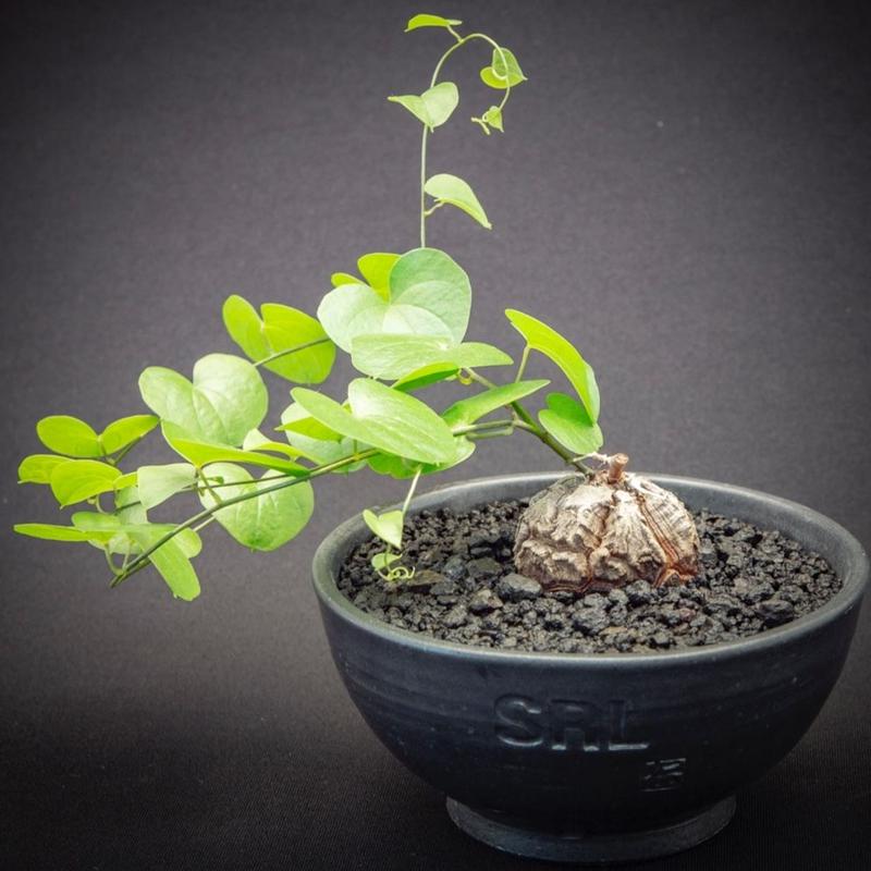 ディオスコレア エレファンティペス アフリカ亀甲竜 7 Dioscorea Macro