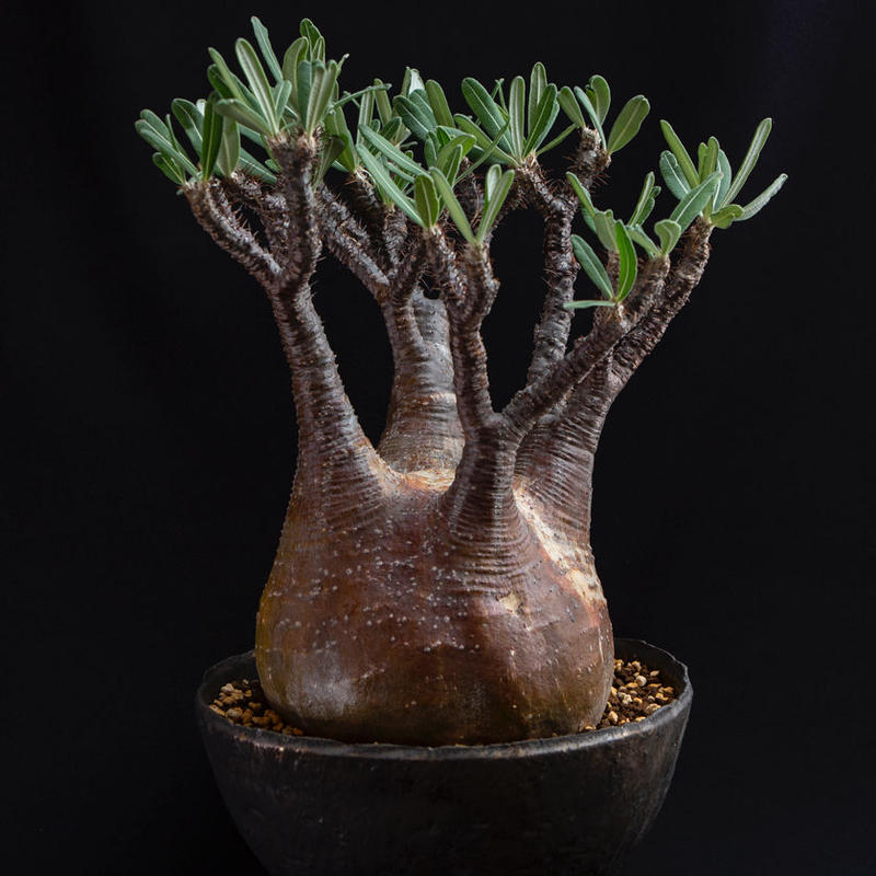 パキポディウム グラキリス Pachypodium Rosulatum Var Gracili パキポディウム グラキリス Pachypodium Rosulatum Var Gracili