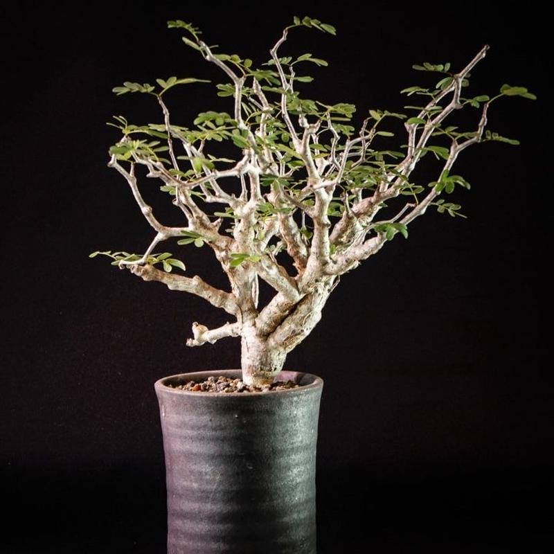 センナ メリディオナリス Senna Meridionalis Bloomsbury Pl