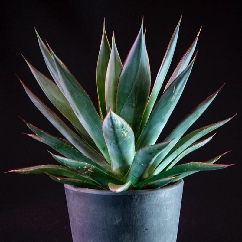 アガベ ブルーグロー Agave Blue Glow Bloomsbury Plants