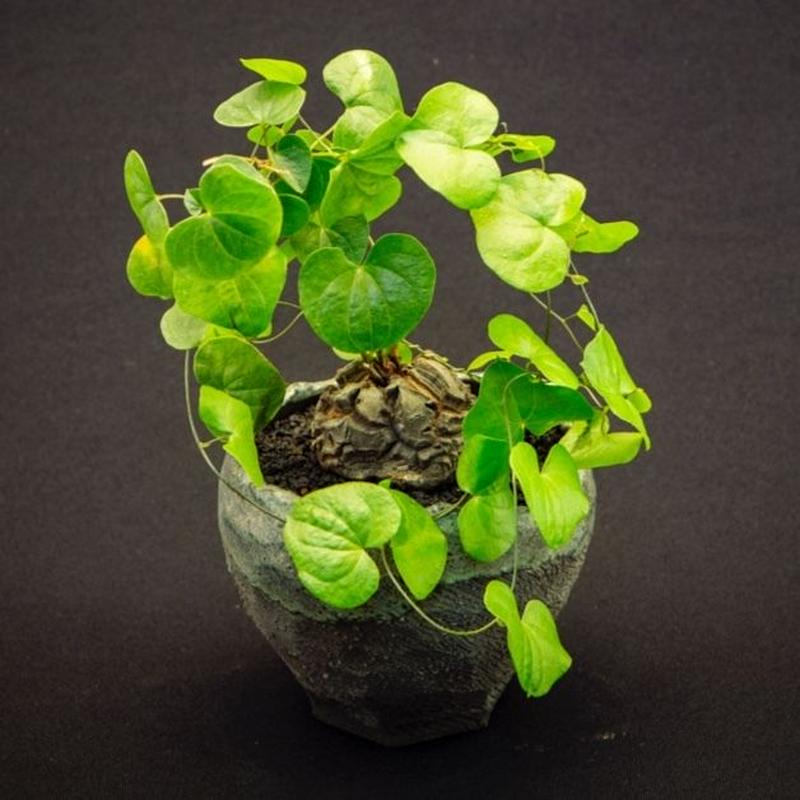 ディオスコレア エレファンティペス アフリカ亀甲竜 3 Dioscorea Macro