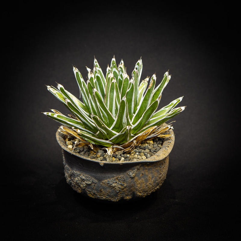 アガベ 笹の雪 Agave victoriae-reginae | Bloomsbury...
