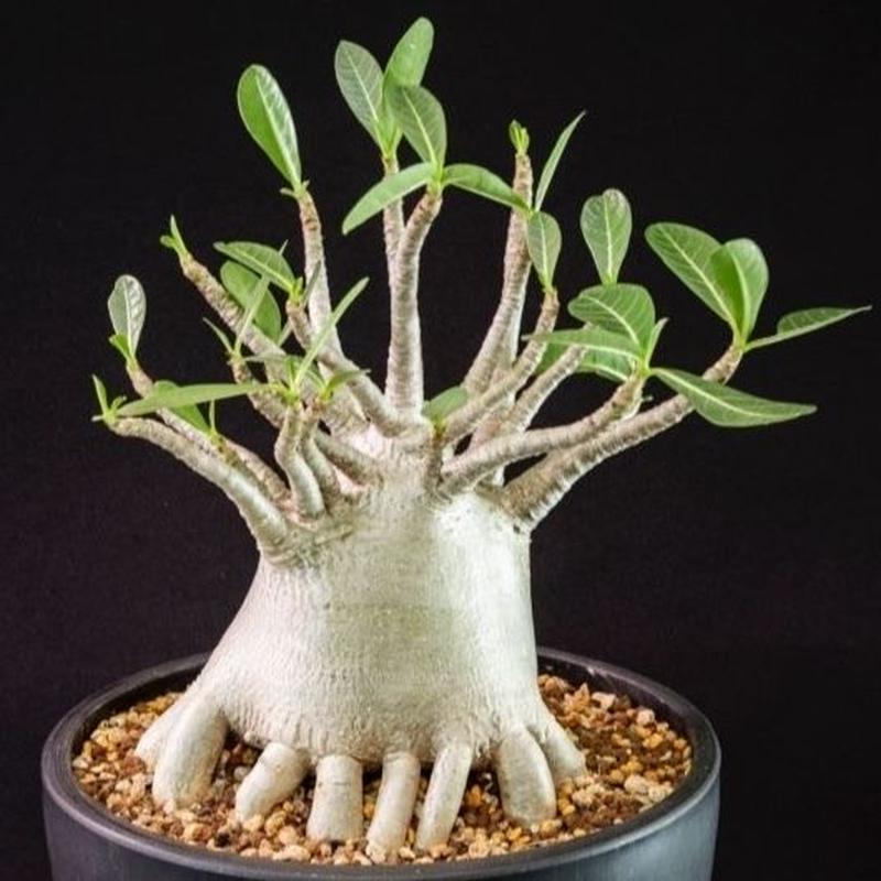 アデニウム タイソコトラナム Adenium Thai Socotranum Blooms