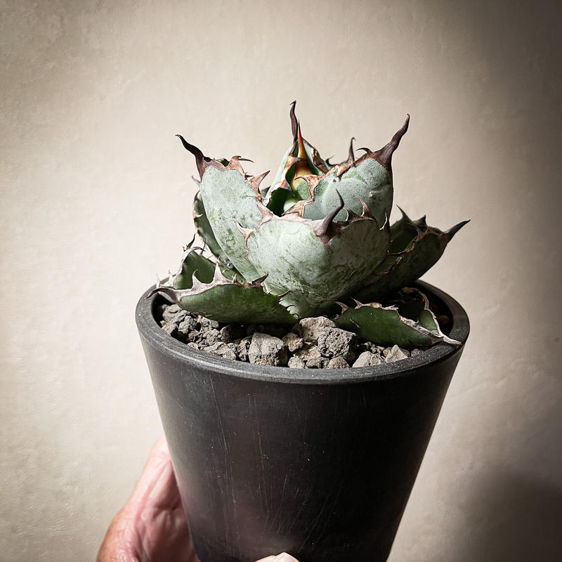 アガベ チタノタ ブラックアンドブルー Agave Titanota Black And Bl