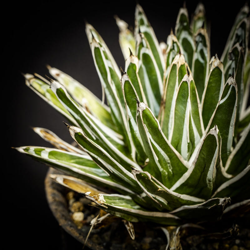 アガベ 笹の雪 Agave victoriae-reginae | Bloomsbury...