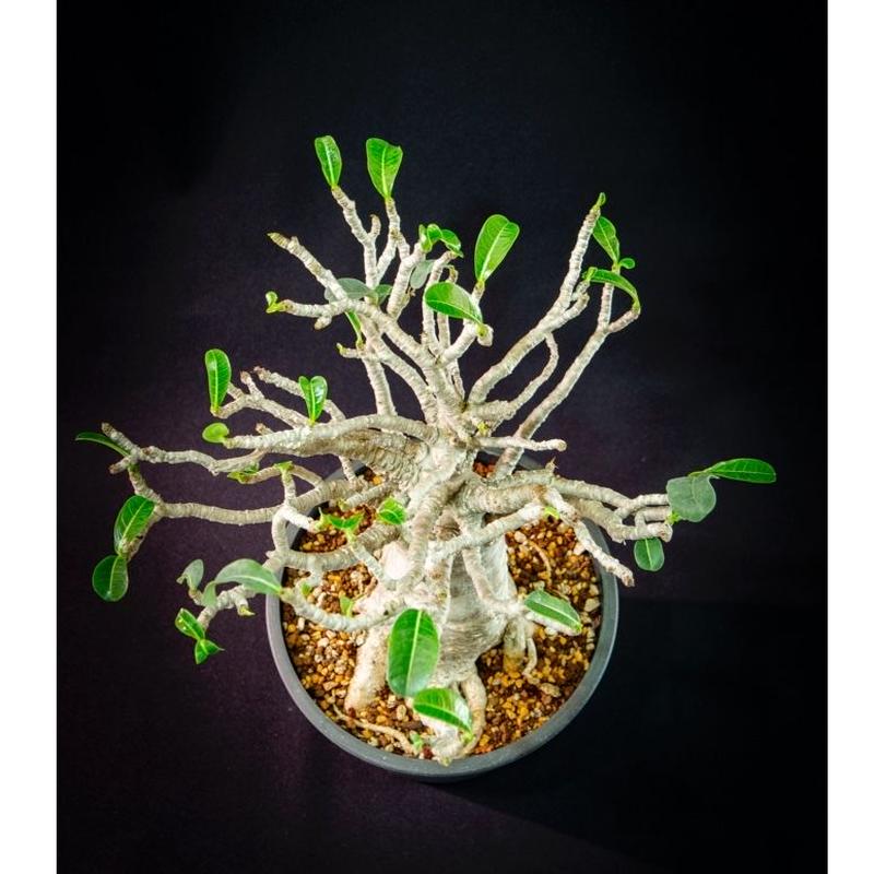 アデニウム タイソコトラナム バオバブフォーム Adenium Thai Socotranu