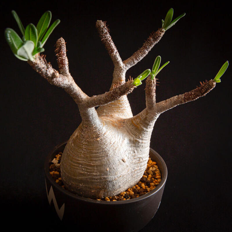 パキポディウム グラキリス Pachypodium Rosulatum Var Gracili