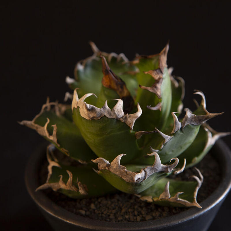 アガベ チタノタ レッドキャットウィーズル Agave titanota”Red Catwee...