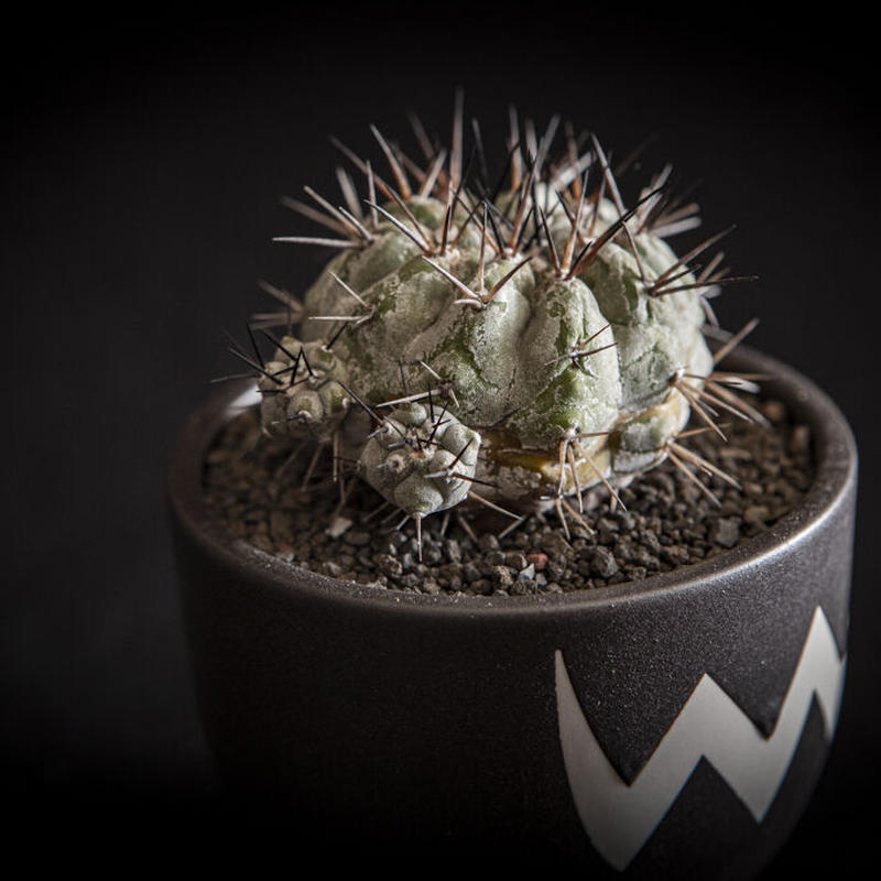 フラワーB ブルーグレイ 黒王丸 つぎ下ろし自根 botanize ボタナイズ