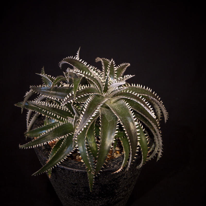 ディッキア Dyckia Retzii Rubra Arizona Ml Bloom