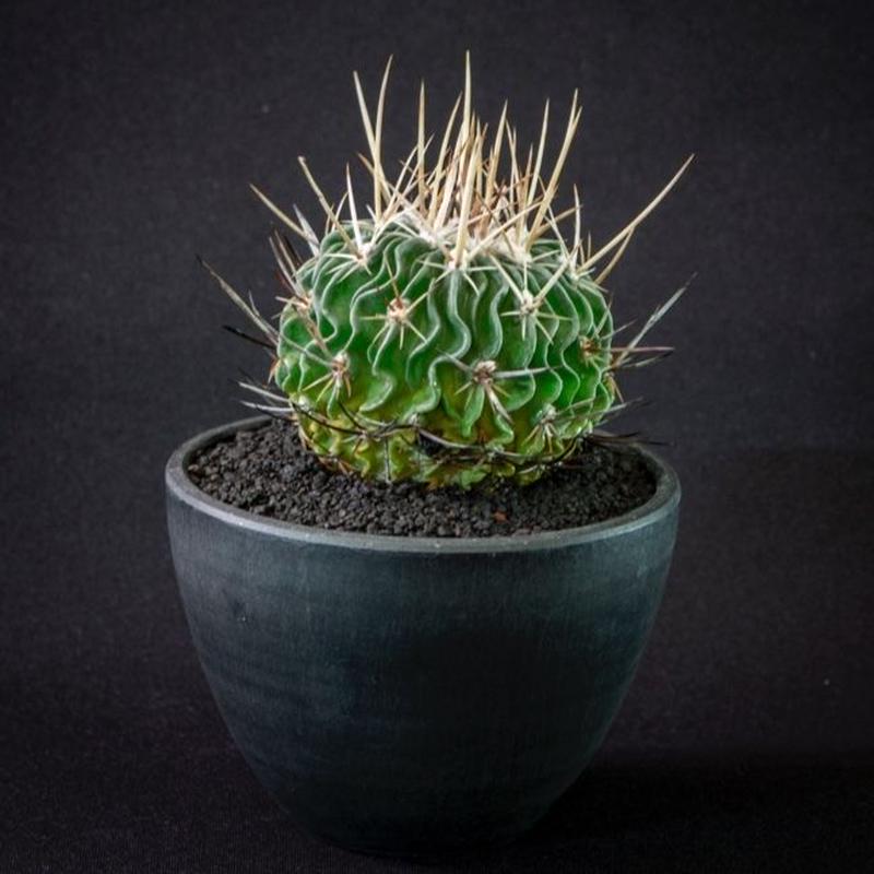 エキノフォスロカクタス 縮玉 Echinofossulocactus Multicostatu