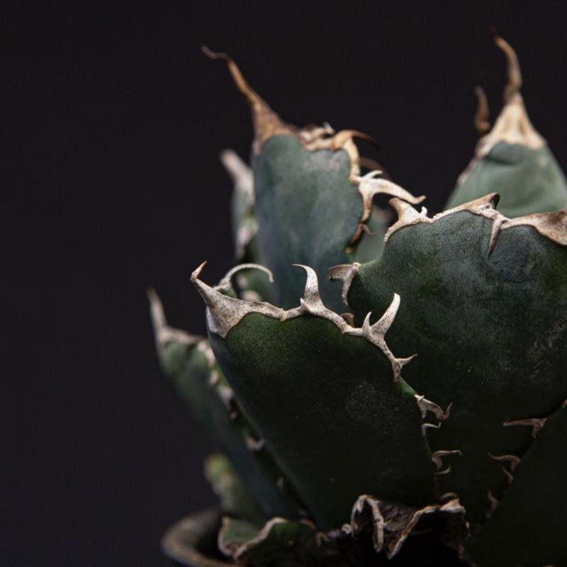 アガベ チタノタ 白鯨 Agave Titanota Bloomsbury Plants