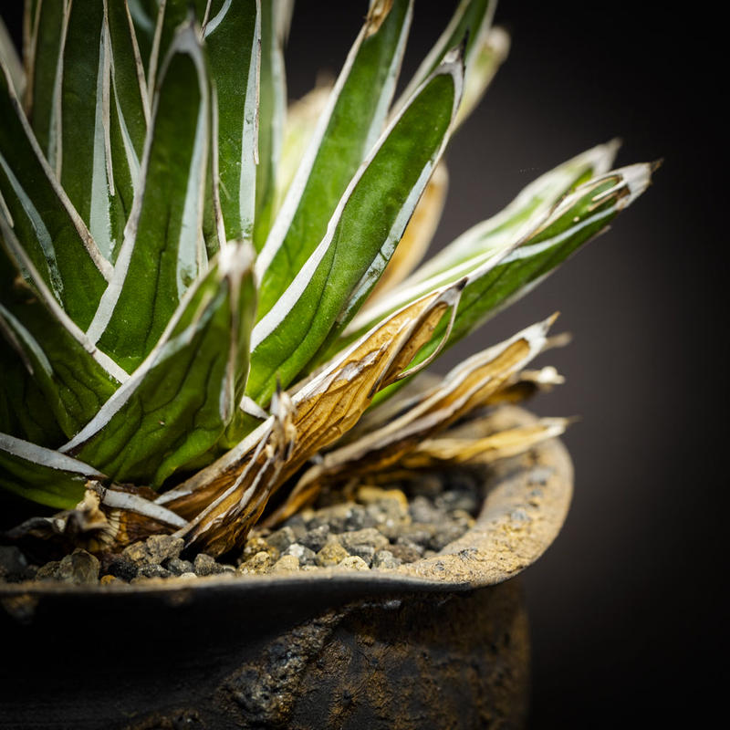 アガベ 笹の雪 Agave Victoriae Reginae Bloomsbury