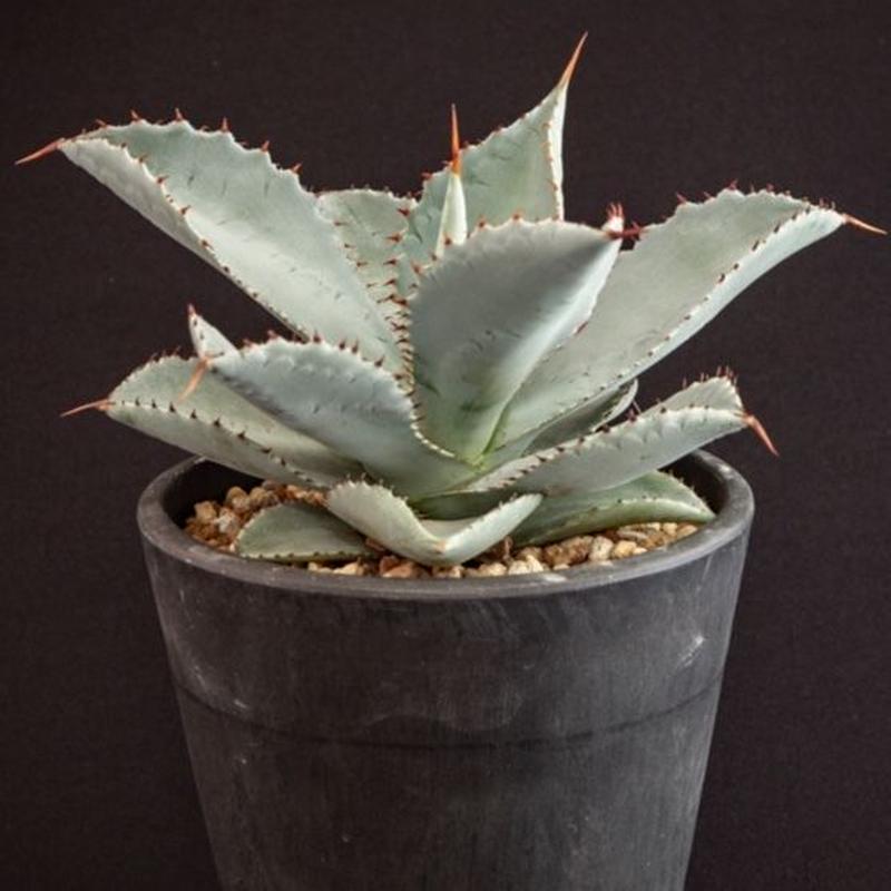 アガベ ピグマエア ドラゴントゥース Agave pygmaea dragontoes アガベ ピグマエア ドラゴントゥース Agave pygmaea dragontoes