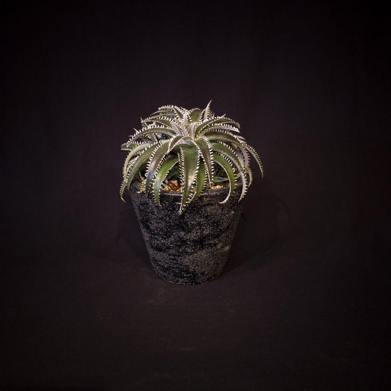 ディッキア Dyckia Retzii Rubra Arizona Ml Bloom