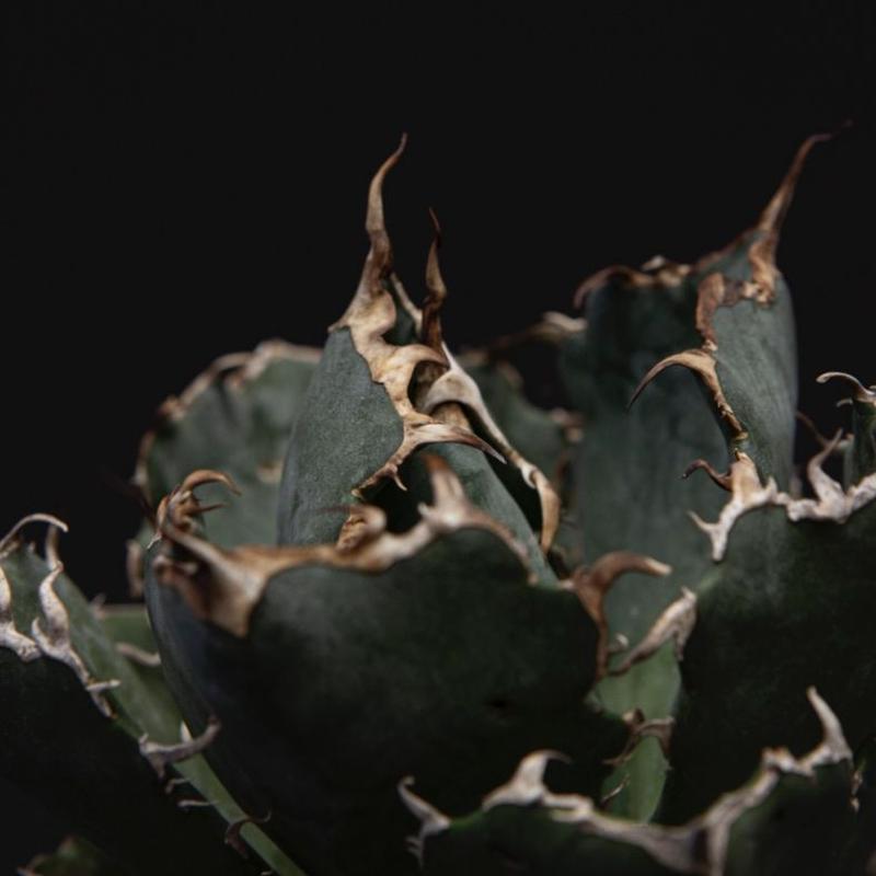 アガベ チタノタ 白鯨 Agave Titanota Bloomsbury Plants