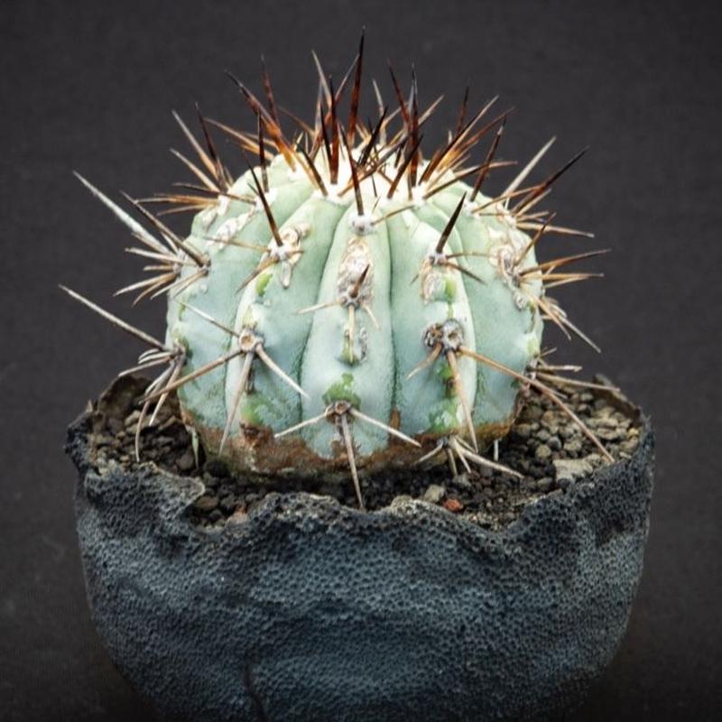 ブランド品専門の コピアポア シネレア 黒王丸 植物 観葉植物