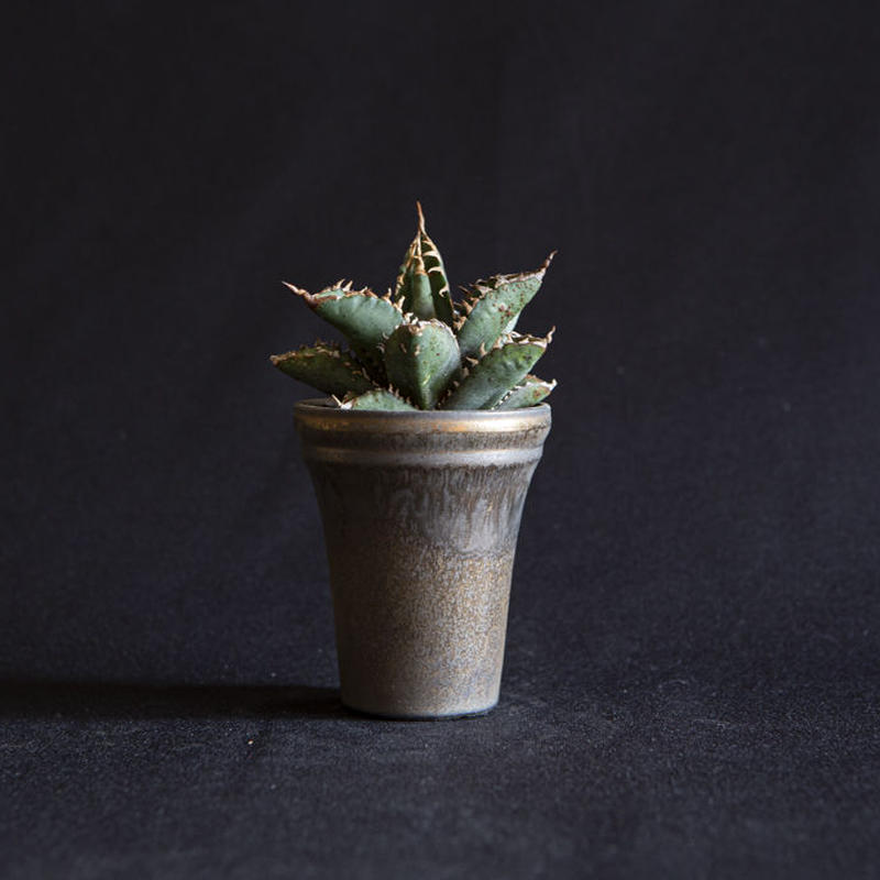 アガベ チタノタ Fo 076 シエラミクスティカ ５ Agave Titanota Fo