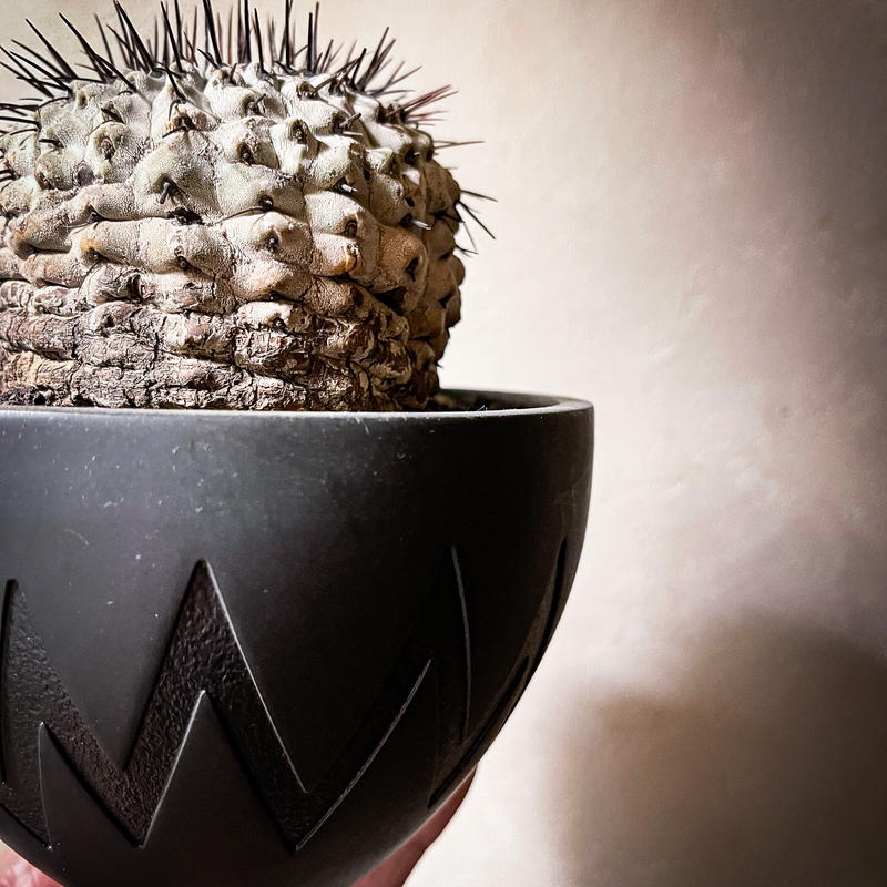 コピアポア シネラスケンス 竜牙玉 現地球 