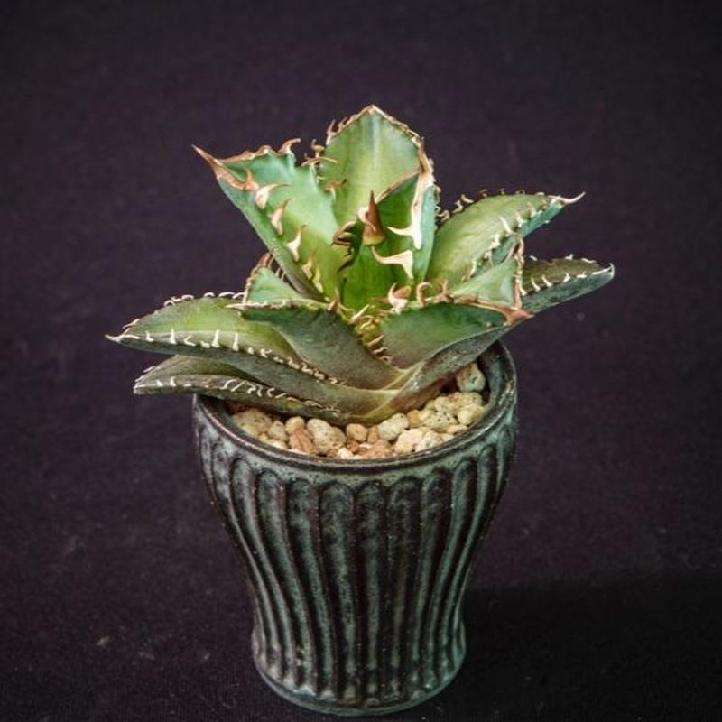 アガベ チタノタ レッドキャットウィーズル Agave titanota