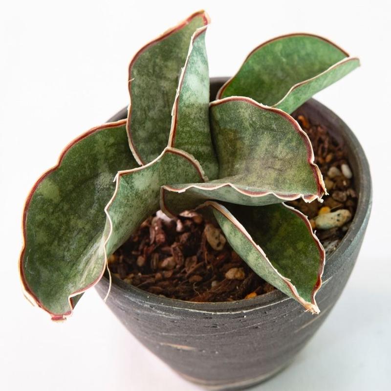 サンズベリア ドラゴンウィング Sansevieria Dragon Wing Bloom