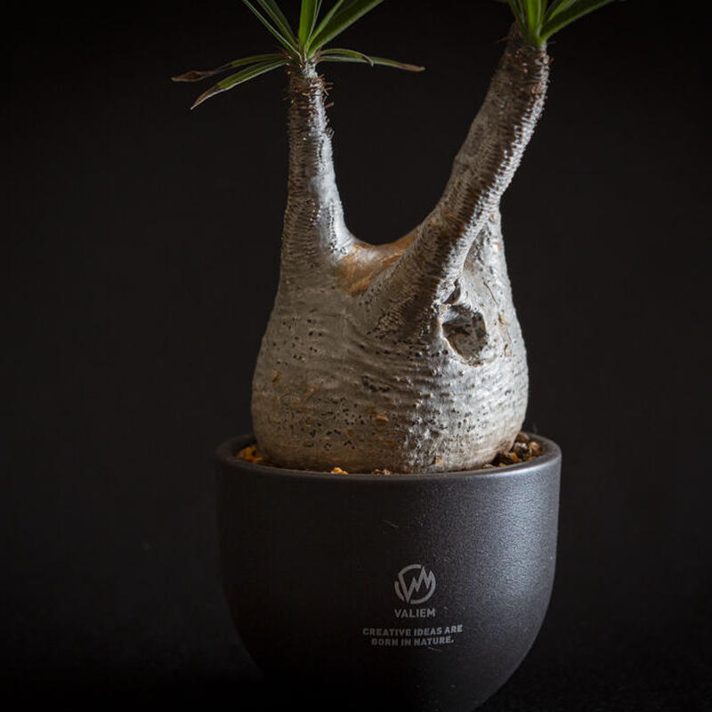 パキポディウム グラキリス Pachypodium Rosulatum Var Gracili